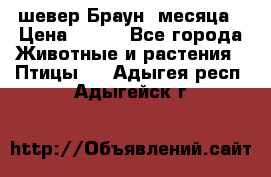 шевер Браун 2месяца › Цена ­ 200 - Все города Животные и растения » Птицы   . Адыгея респ.,Адыгейск г.